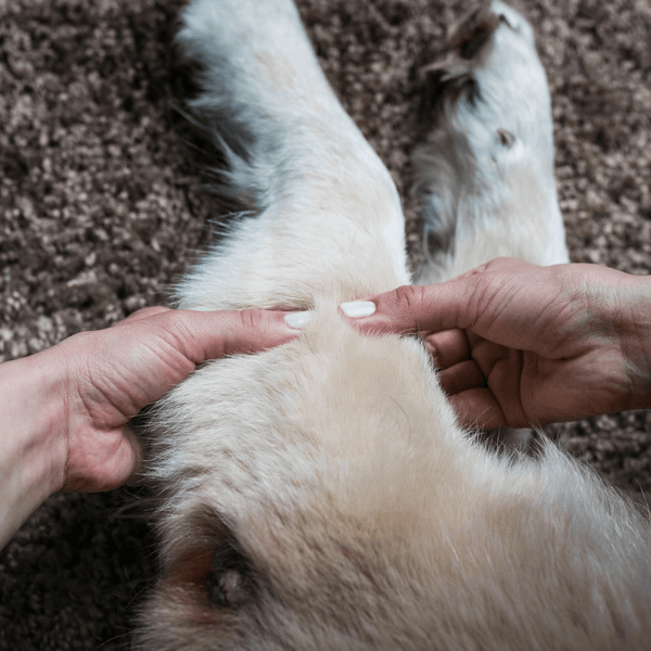 What to Expect If Your Dog Needs Physical Therapy