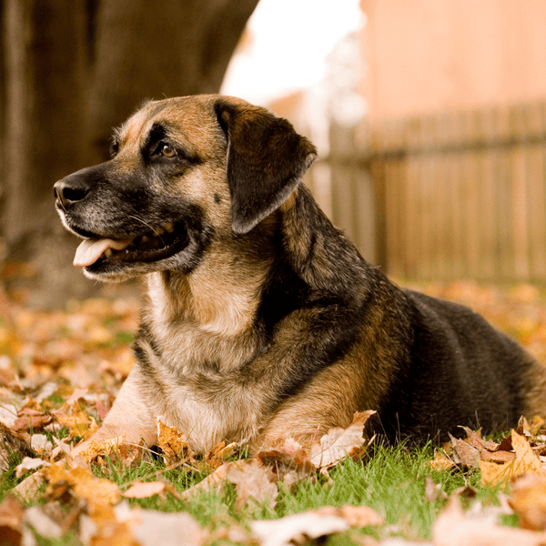 Fall Health Tips for Your Dog.
