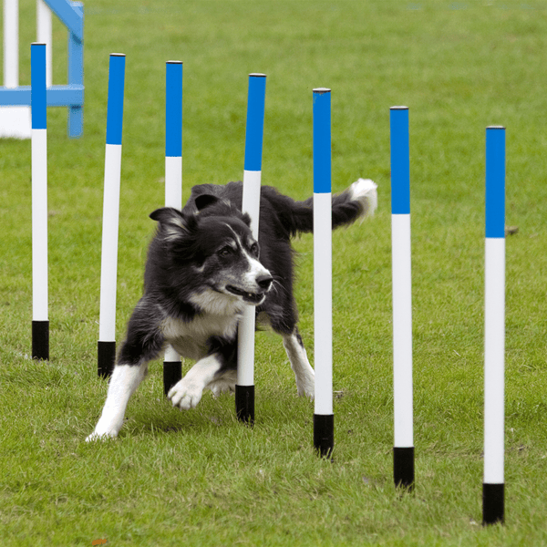 How Agility Dogs Maintain their Athletic Edge.