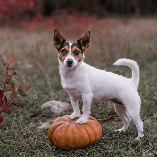 A Homemade Halloween Treat for Your Dog