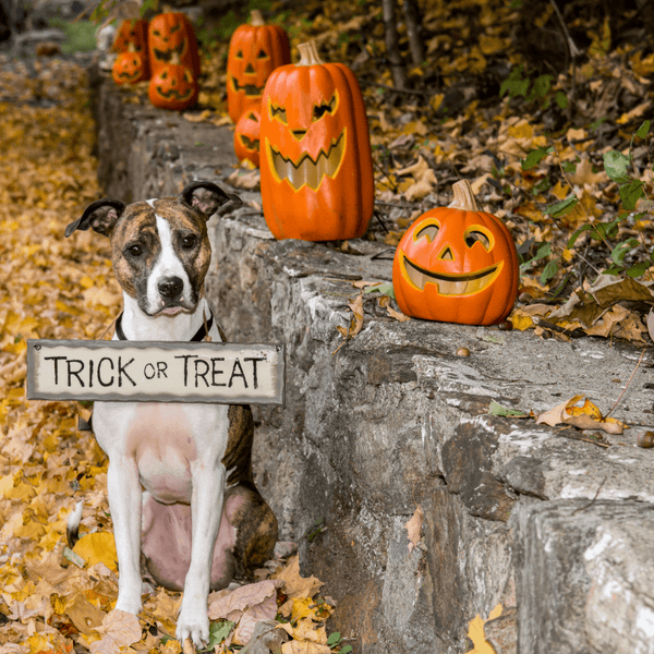 Creating a safe and stress-free Halloween for you and your dog