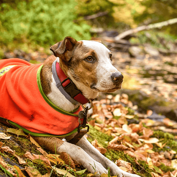 Fall Activities to do with Your Dog