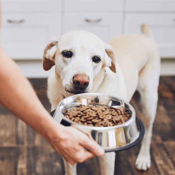 Top 5 Factors to Determine How Much to Feed your Dog.