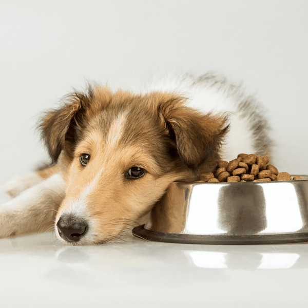 Nutrition for Dogs: Natural Sources of Carbohydrates for Dogs
