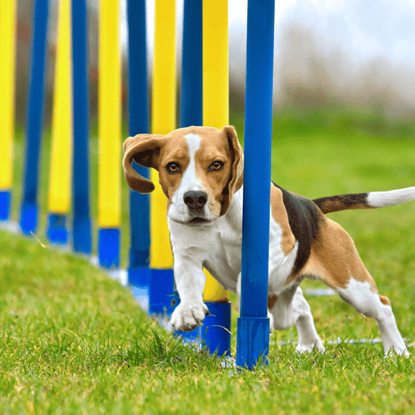 Exploring the Wonderful World of Dog Sports