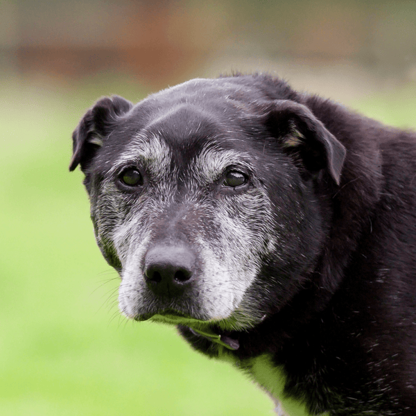 Understanding and Managing Muscle Loss in Aging Dogs