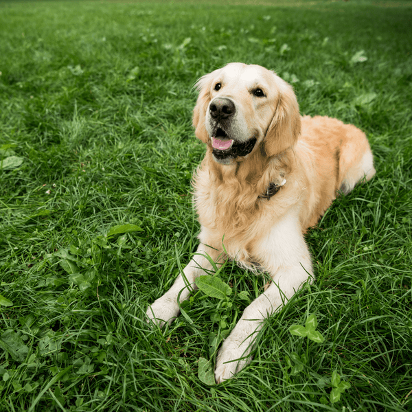 Understanding Dog Body Language: Decoding Your Pet's Signals