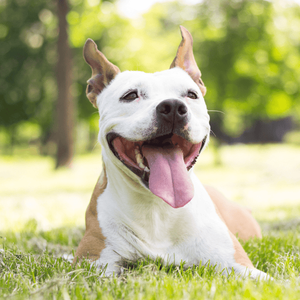 Top 5 Reasons Your Dog is Losing Muscle.