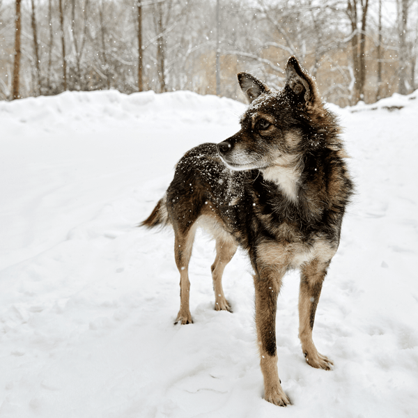 Top 5 Dog-Friendly Winter Vacations