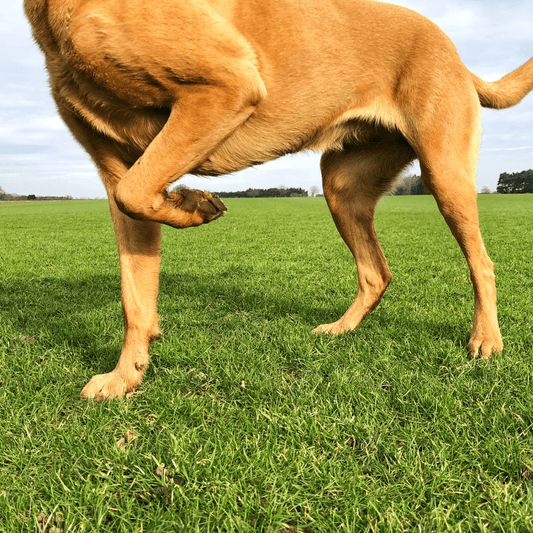 Top 5 Reasons Dogs Develop Osteoarthritis