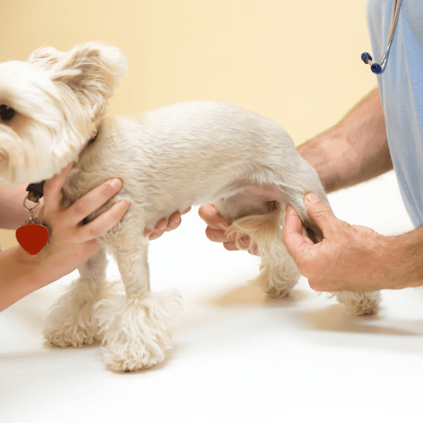 Top 10 Dog Breeds Most Likely to Develop Joint Issues