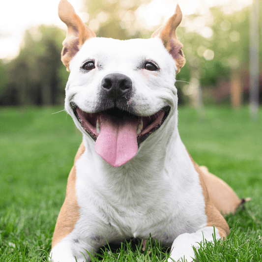 The Importance of Muscle Health for Your Dog's Well-Being