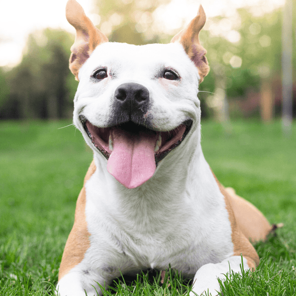 The Importance of Muscle Health for Your Dog's Well-Being