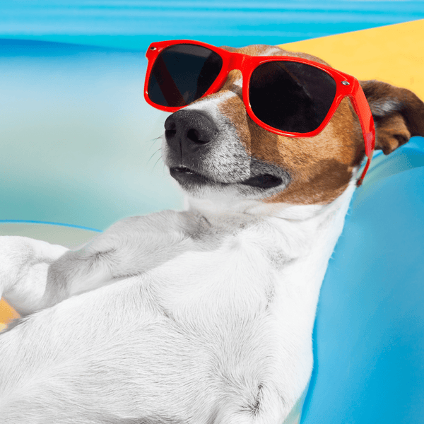 Summer Activities That Will Delight Your Dog