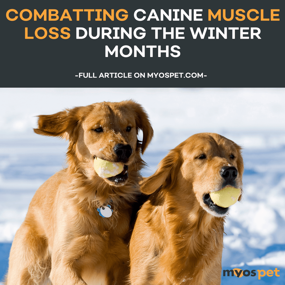 Winter Woofs Combatting Canine Muscle Loss with Cool Weather Activiti