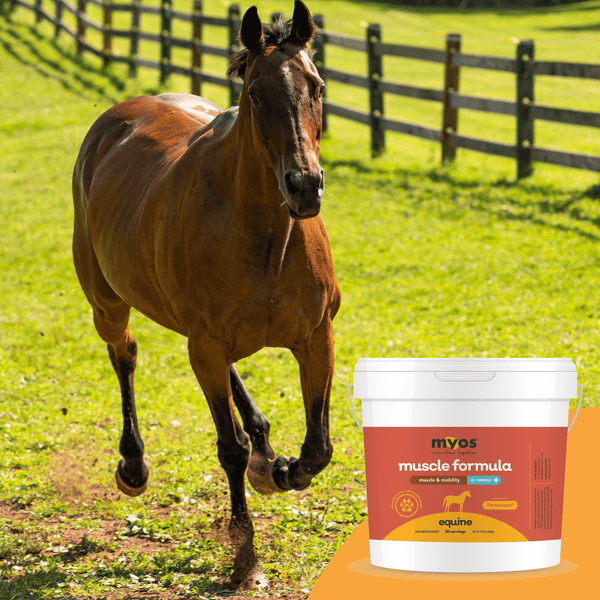 THE IMPACT OF FORTETROPIN® ON SAFETY AND TOLERABILITY IN RETIRED HORSES