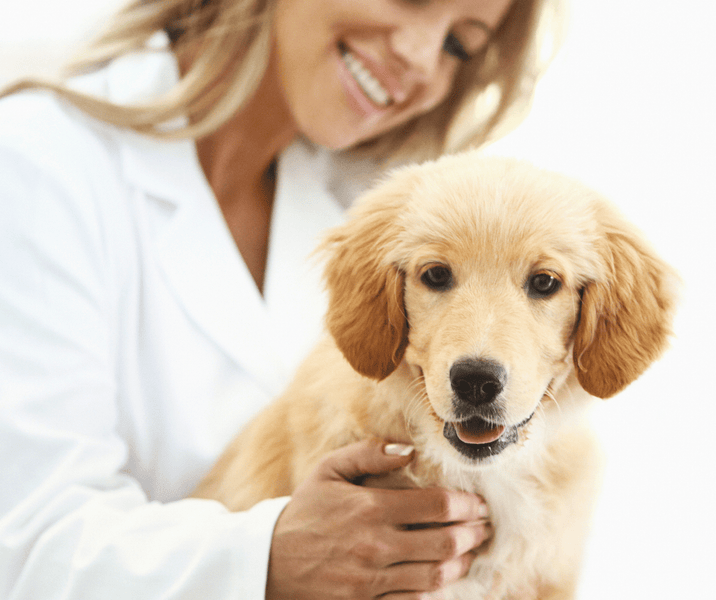 5 Ways to Be Proactive with your Dog's Muscle Health.