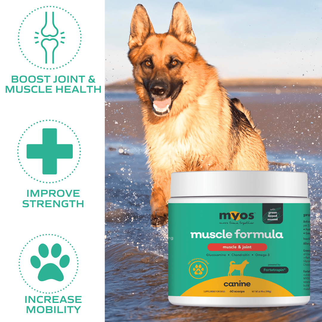 Dog hotsell Supplement