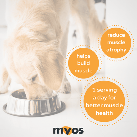MYOS Canine Muscle Formula 12.7 oz Canister Dog Supplements myospet.com 