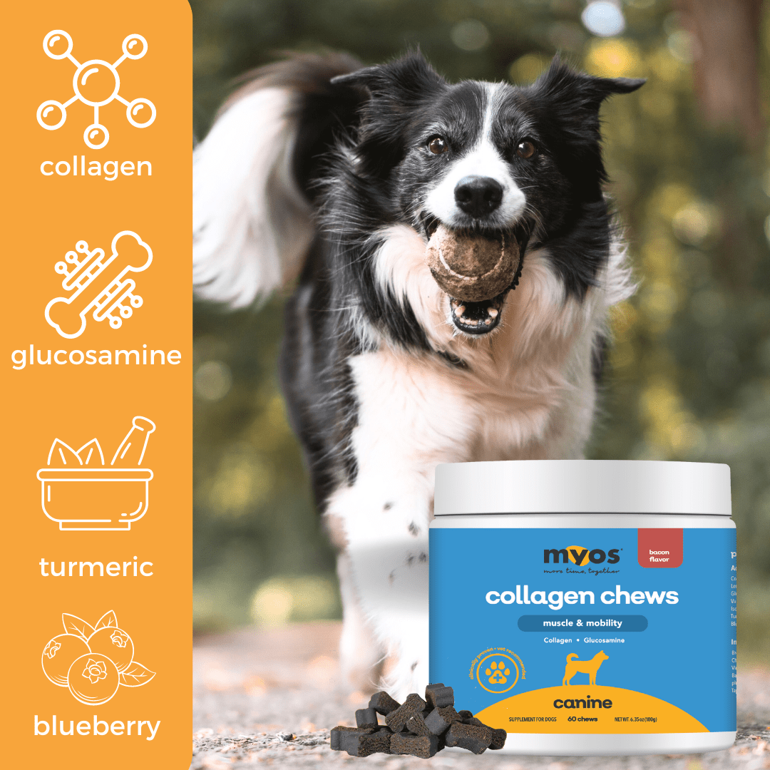 Collagen supplements for dogs hotsell