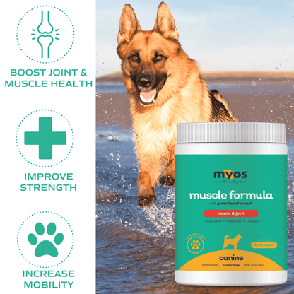 Canine Muscle & Joint Formula Bundle 396 g Dog Supplements myospet.com 