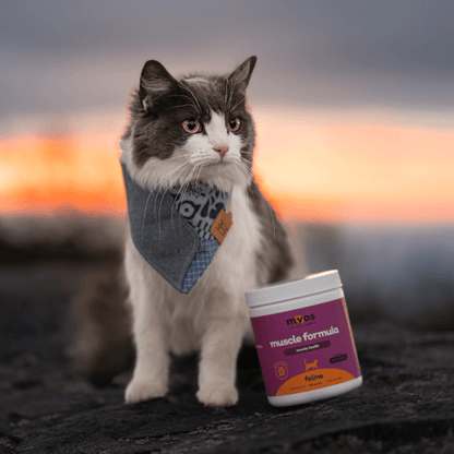 Feline Muscle Formula Cat Supplements Myos Pet 