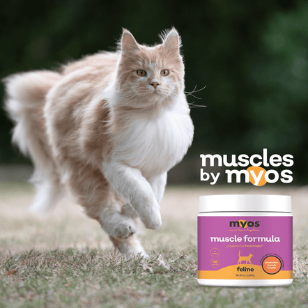 MYOS Feline Muscle Formula Cat Supplements myospet.com 