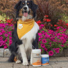 Load image into Gallery viewer, 12.7 oz Canister &amp; Collagen Chew Bundle Dog Supplements myospet.com 